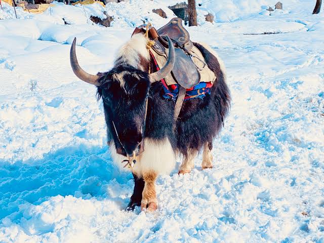 Yak Safari in Gangtok